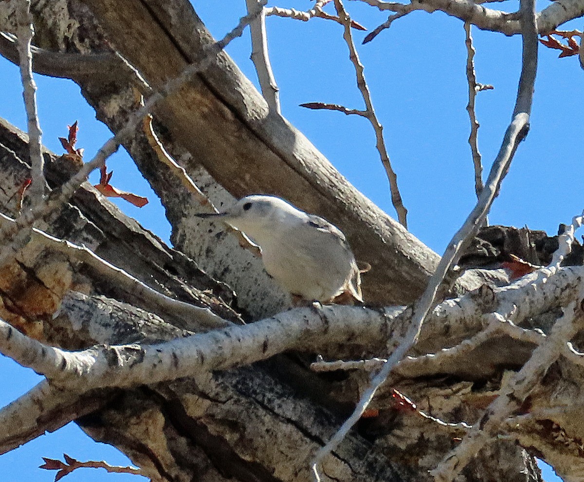 White-breasted Nuthatch - ML652221005