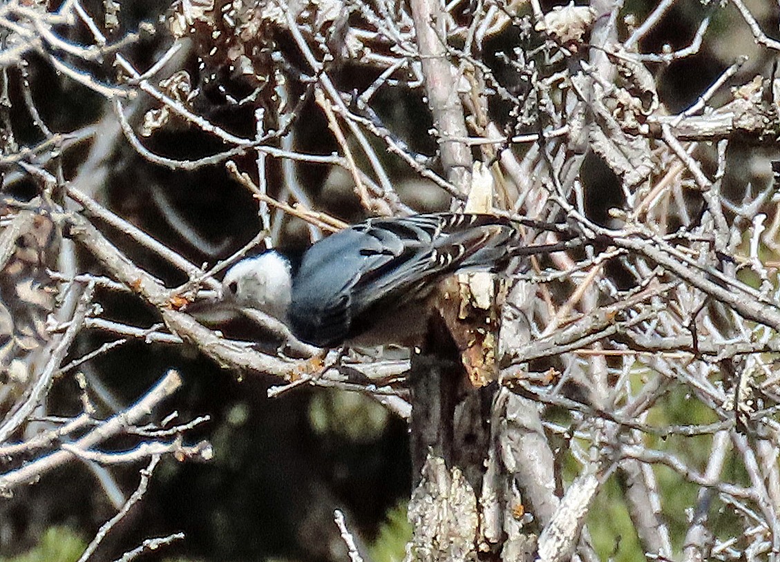 White-breasted Nuthatch - ML652221006