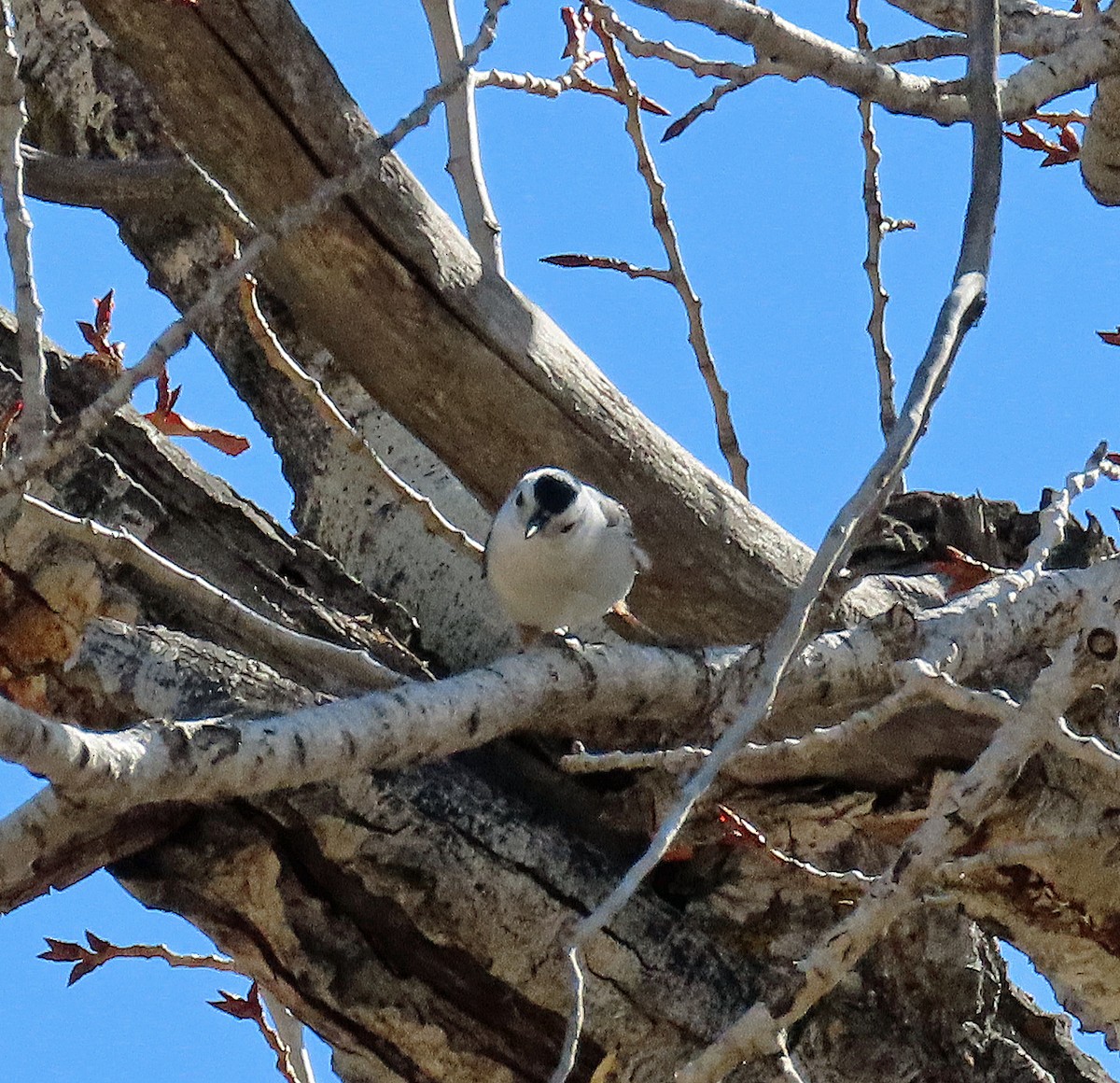 White-breasted Nuthatch - ML652221007