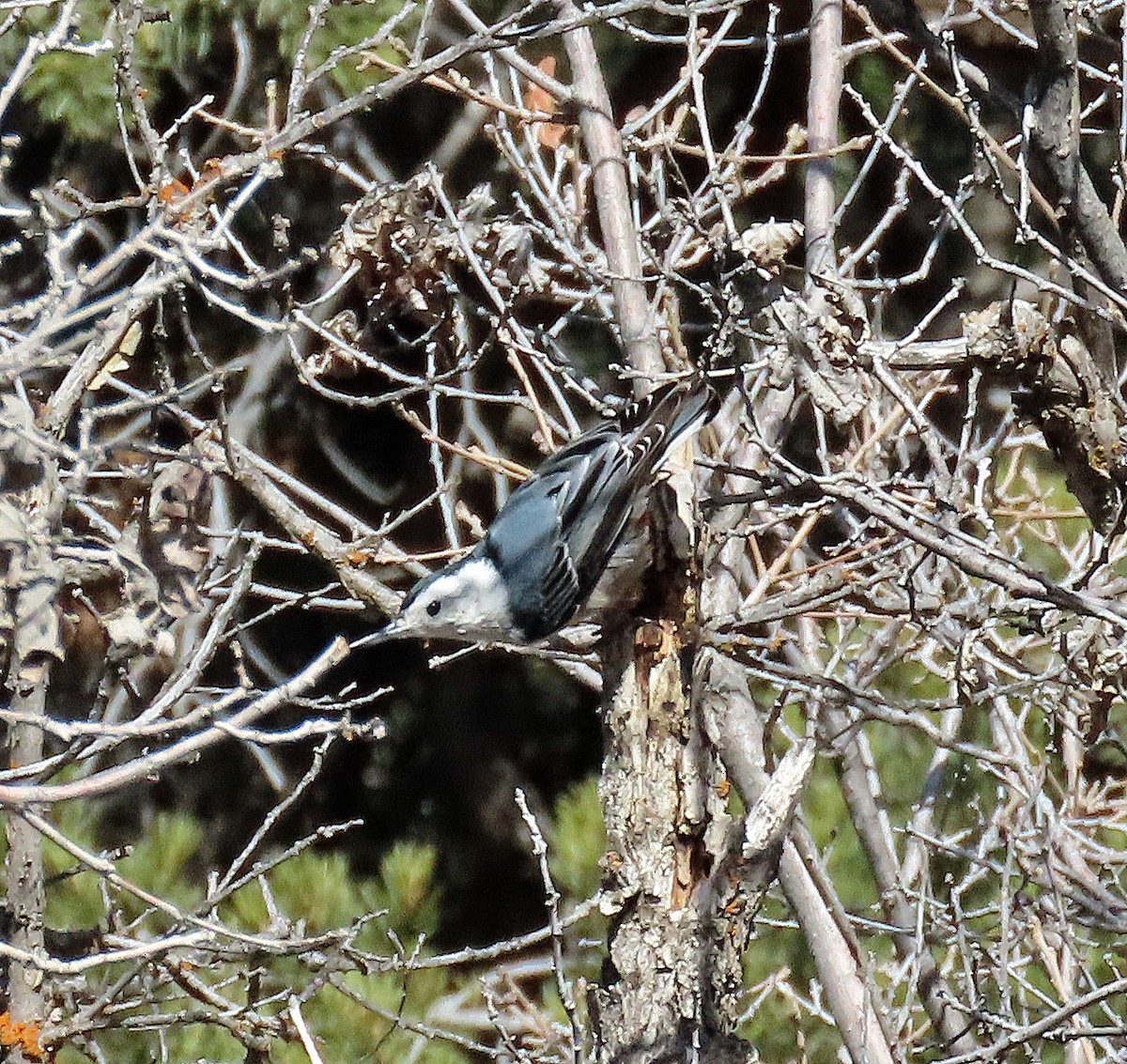 White-breasted Nuthatch - ML652221008