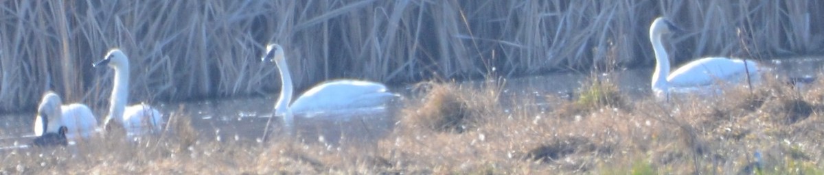 Zwergschwan - ML652221352