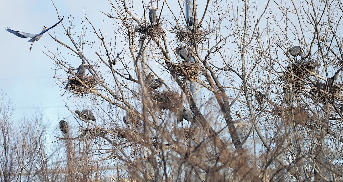 Kanadareiher - ML652221372