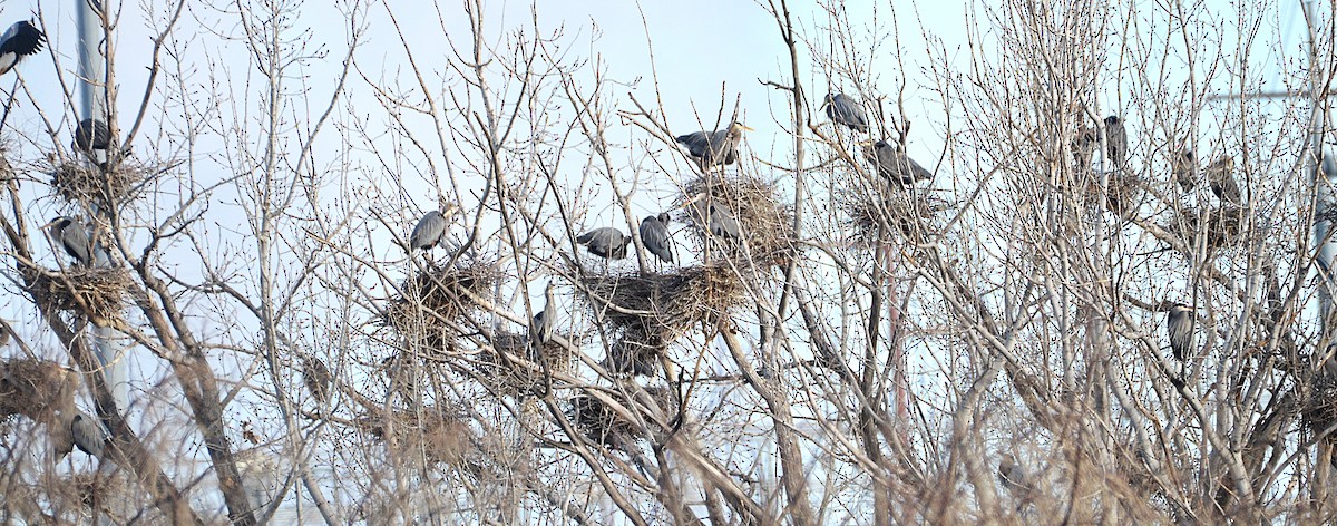 Kanadareiher - ML652221390