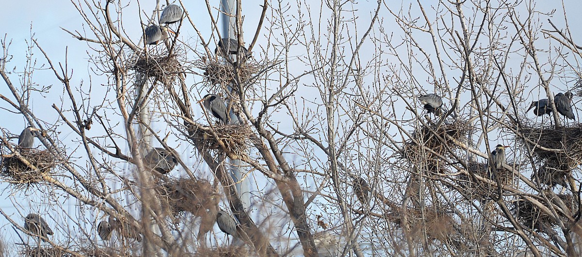 Kanadareiher - ML652221447