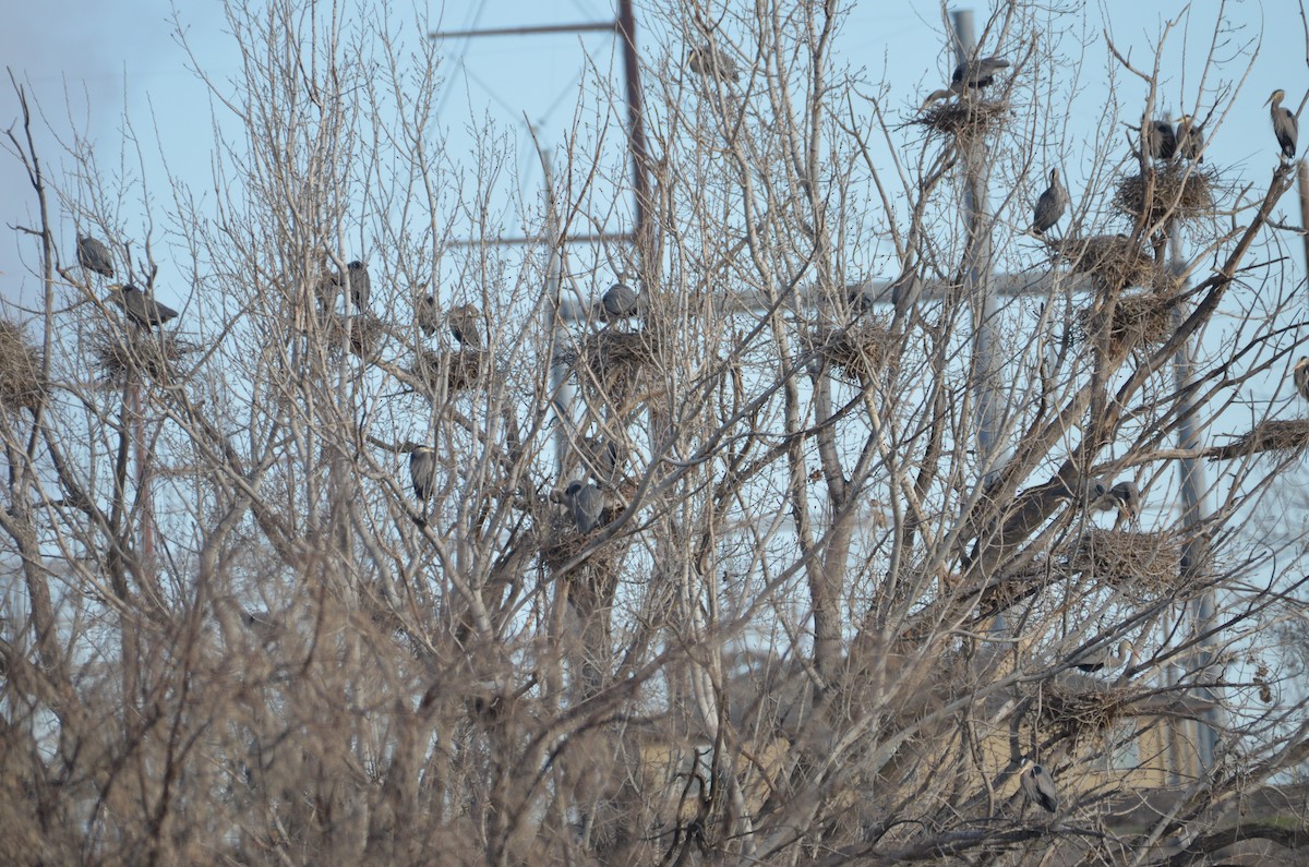 Kanadareiher - ML652221477