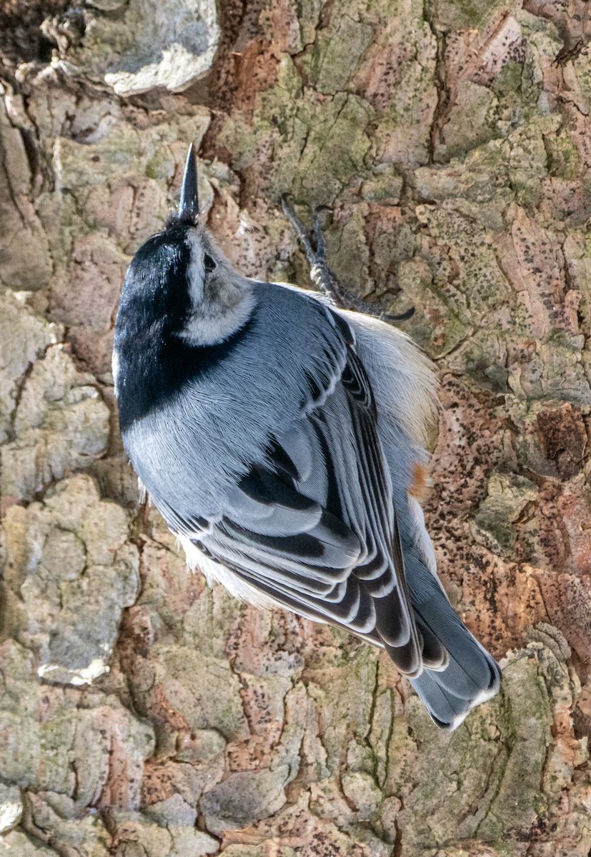 White-breasted Nuthatch - ML652221575