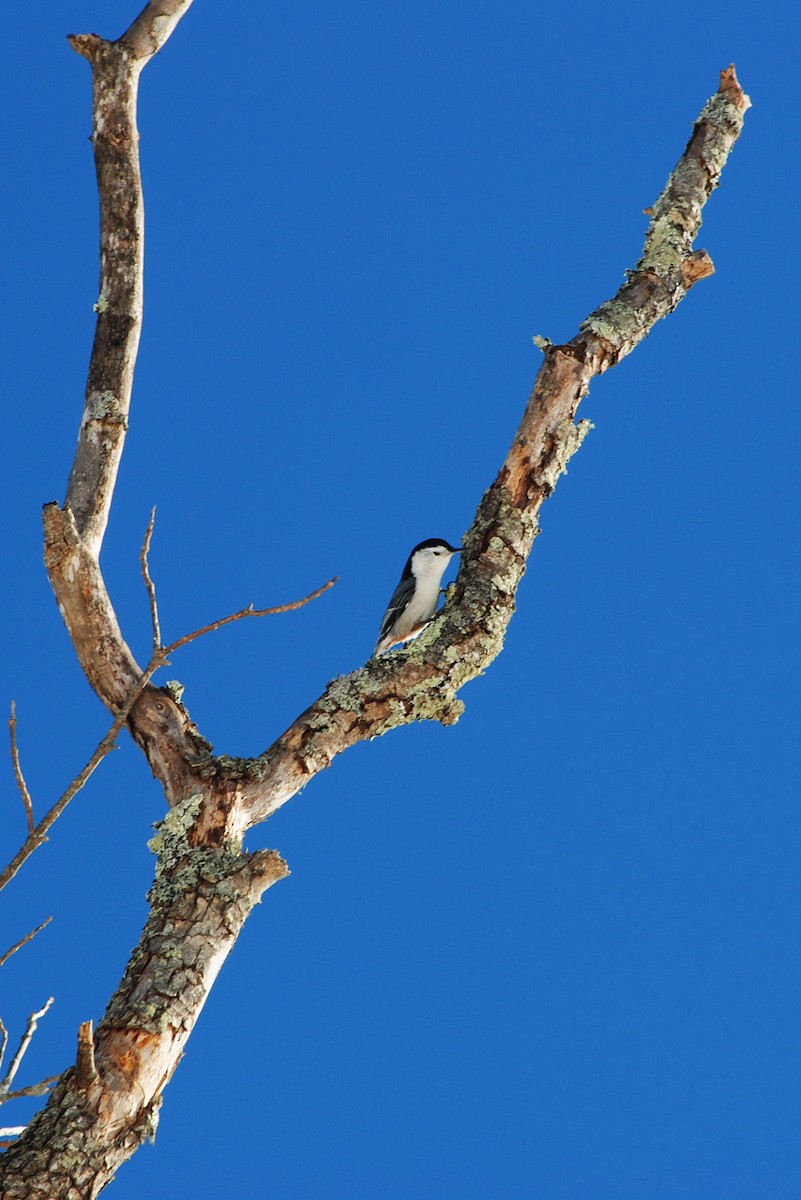 White-breasted Nuthatch - ML652221579