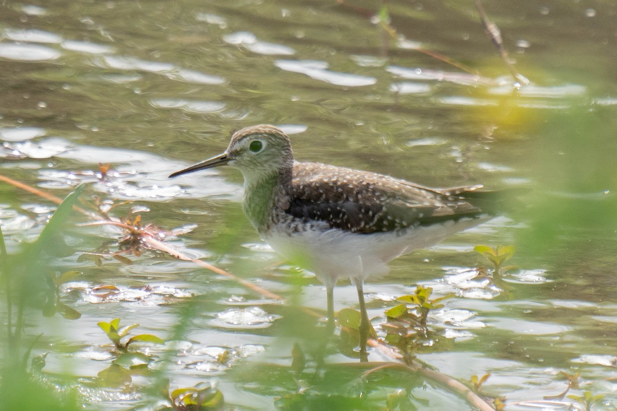 Solitary Sandpiper - ML652221665