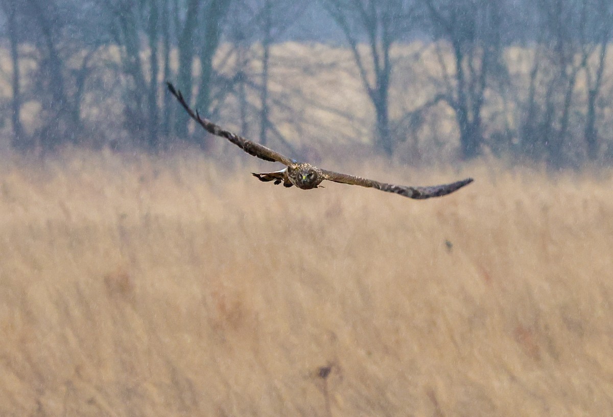 זרון אמריקני - ML652222117