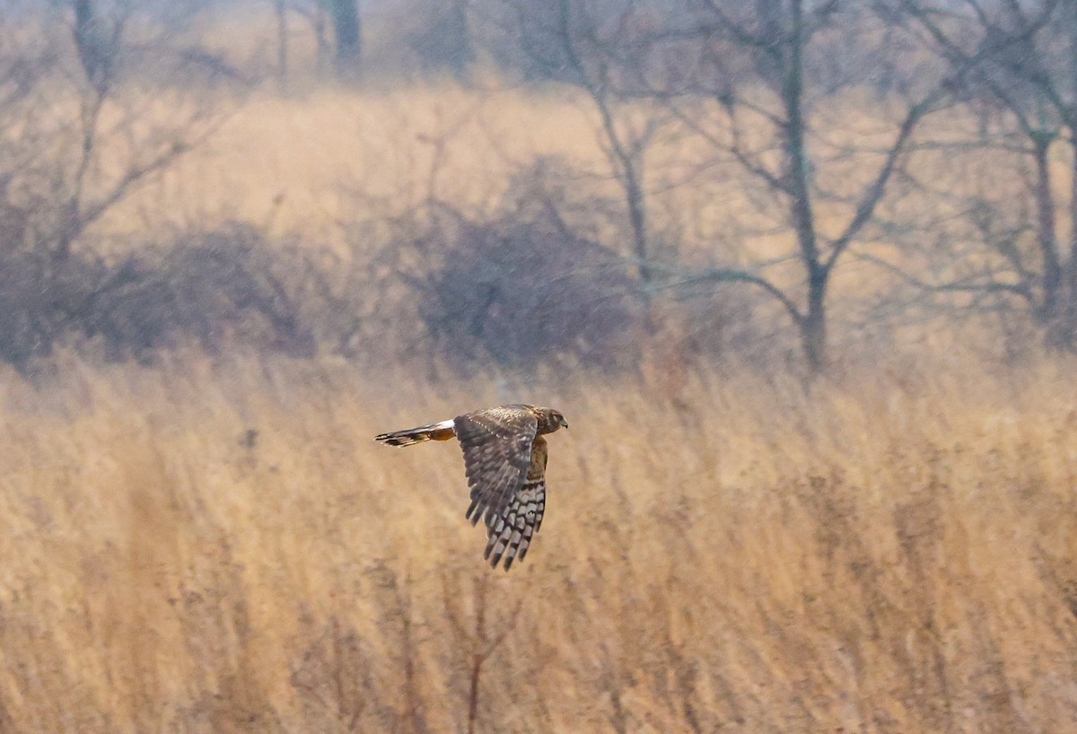 זרון אמריקני - ML652222119