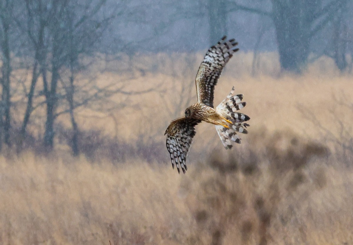 זרון אמריקני - ML652222120