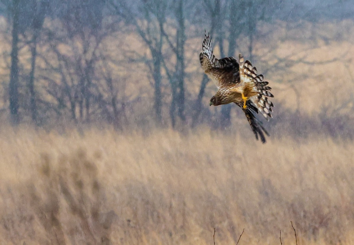 זרון אמריקני - ML652222121