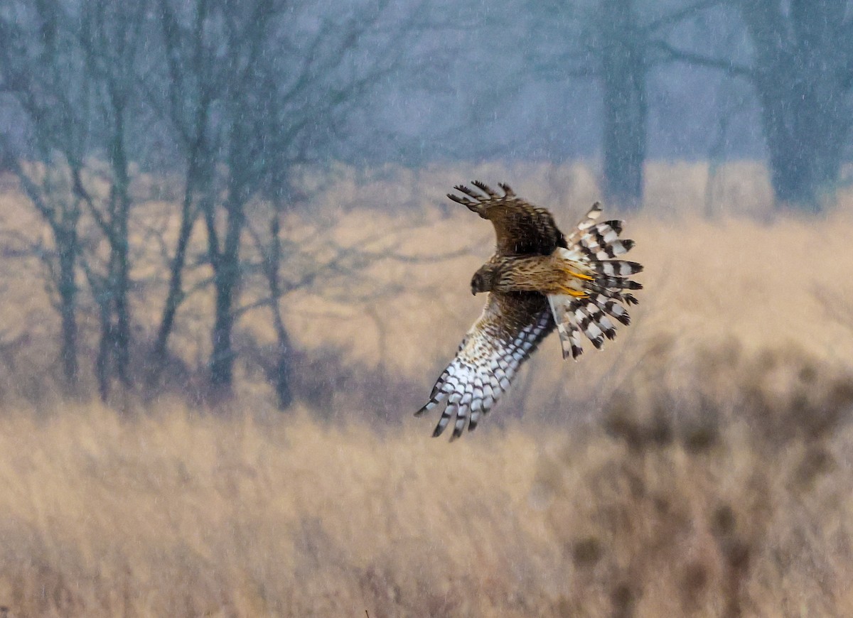 זרון אמריקני - ML652222122