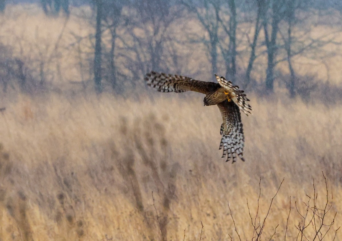 זרון אמריקני - ML652222123