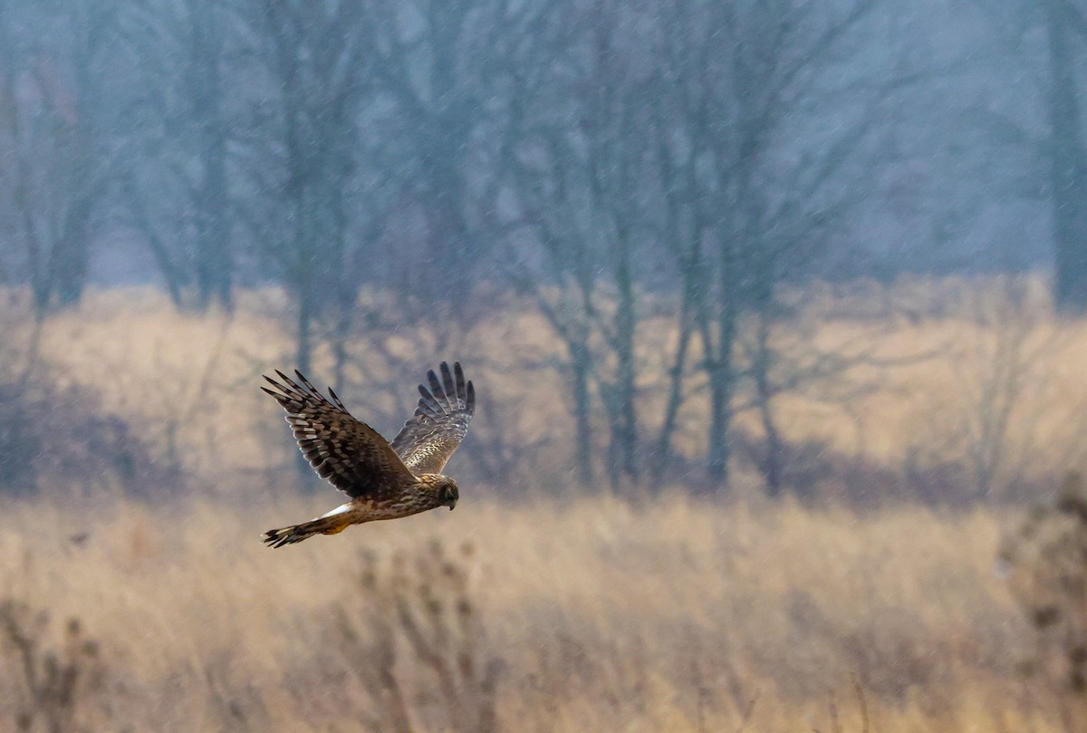 זרון אמריקני - ML652222124