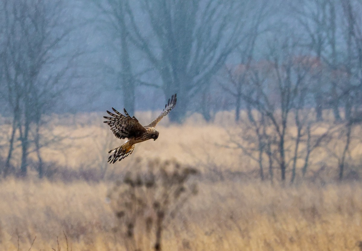 זרון אמריקני - ML652222125