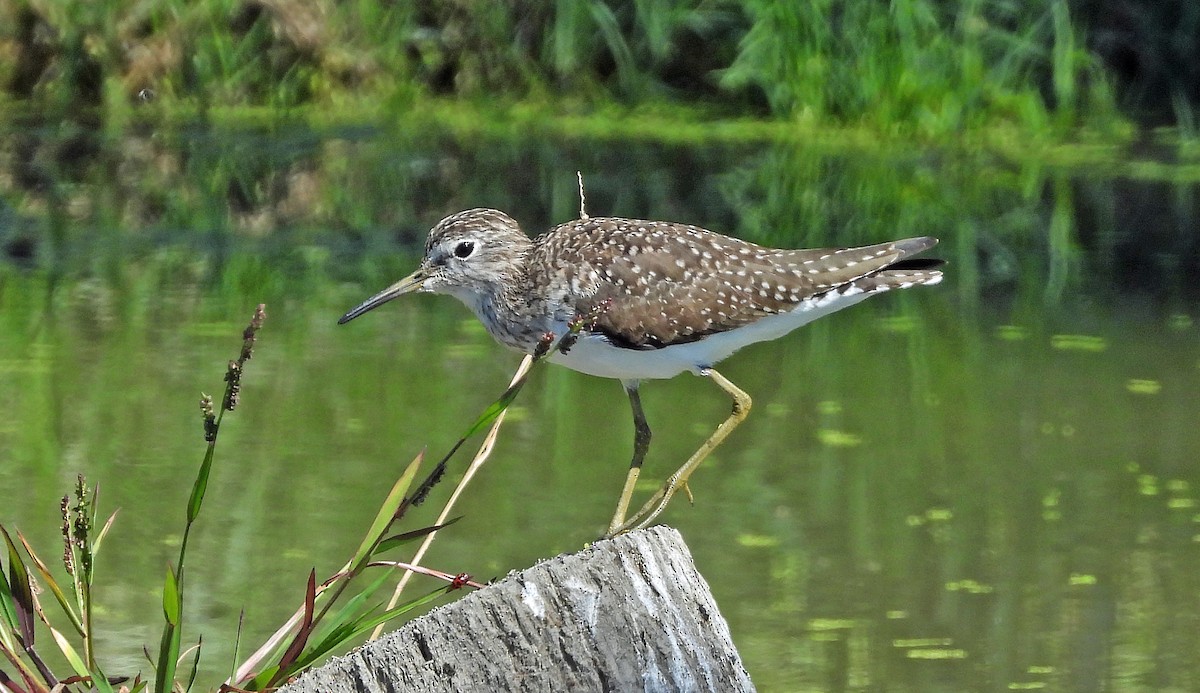 Solitary Sandpiper - ML652222227