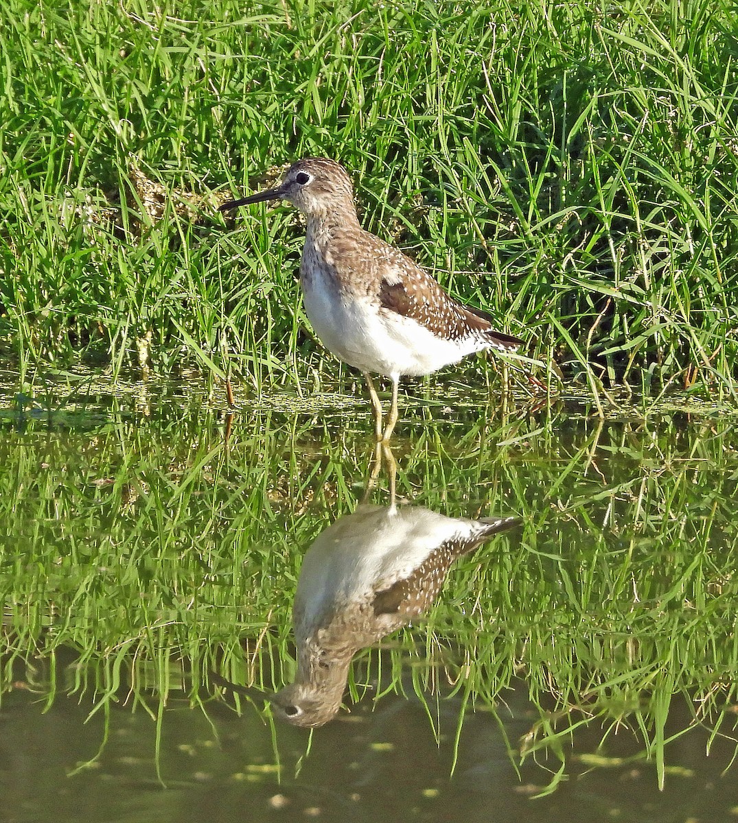 Solitary Sandpiper - ML652222228
