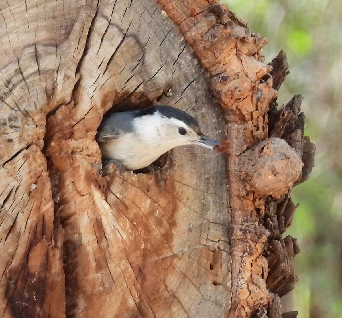White-breasted Nuthatch - ML652222252