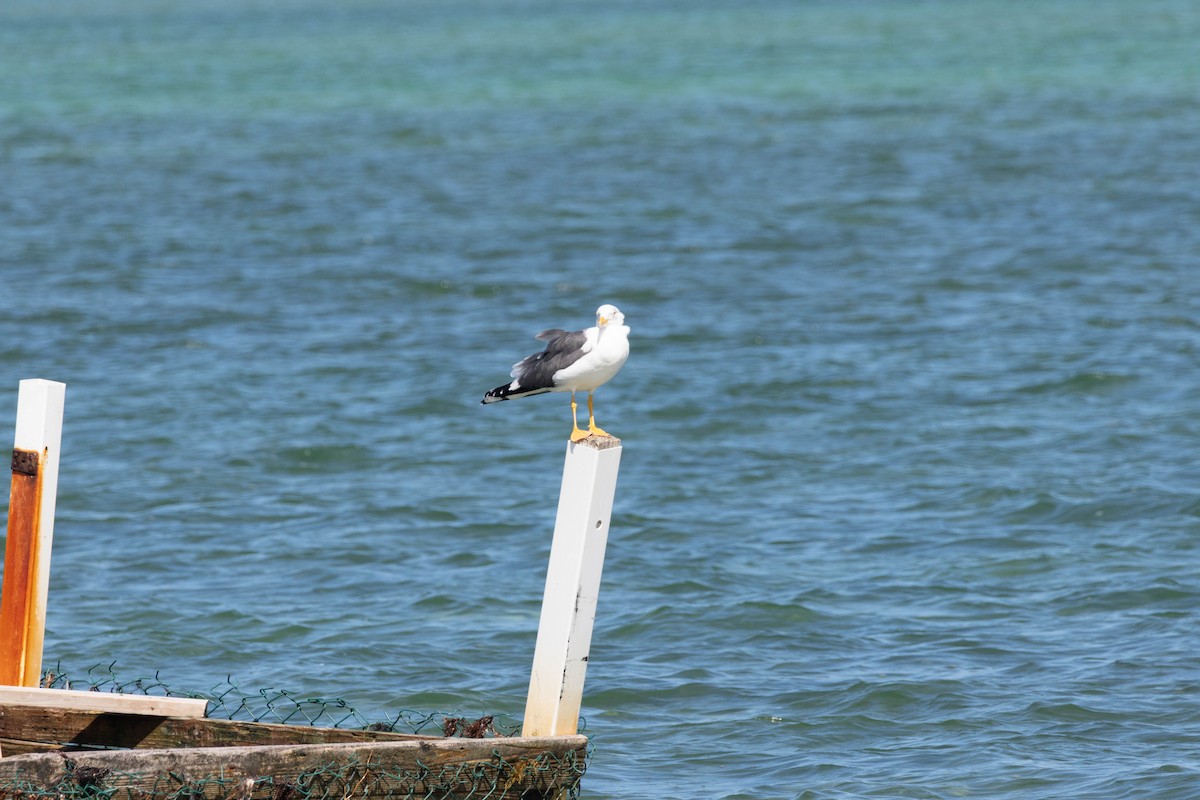 ニシセグロカモメ - ML652222457