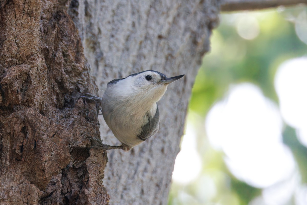 White-breasted Nuthatch - ML652222558
