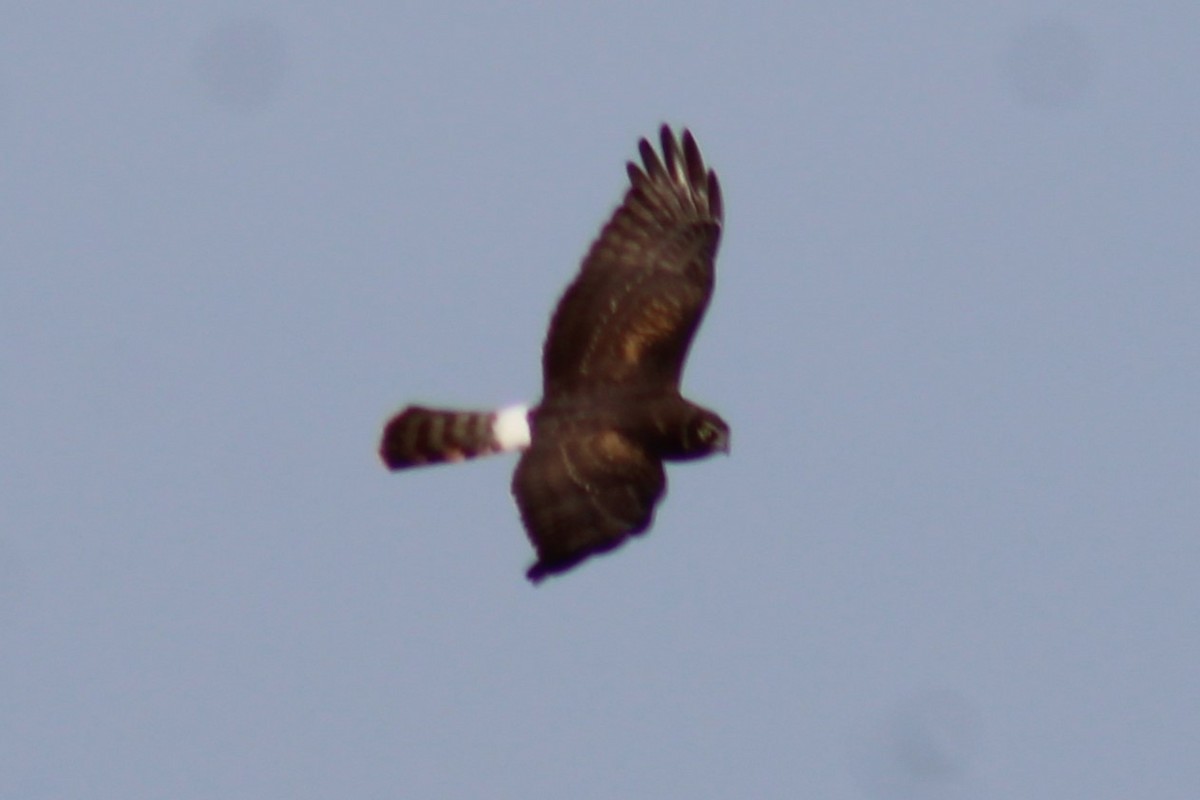 זרון אמריקני - ML652222562