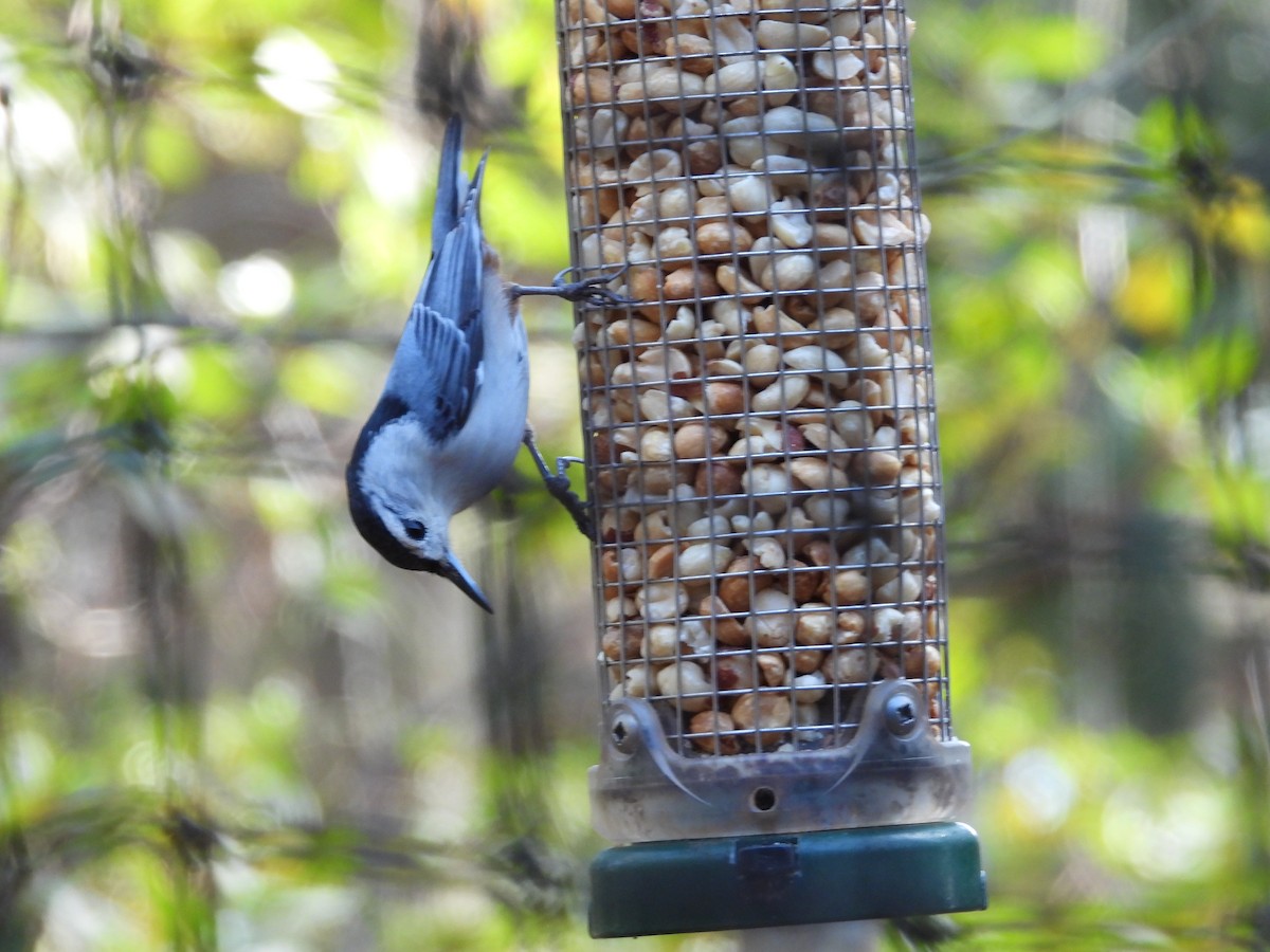 White-breasted Nuthatch - ML652222669