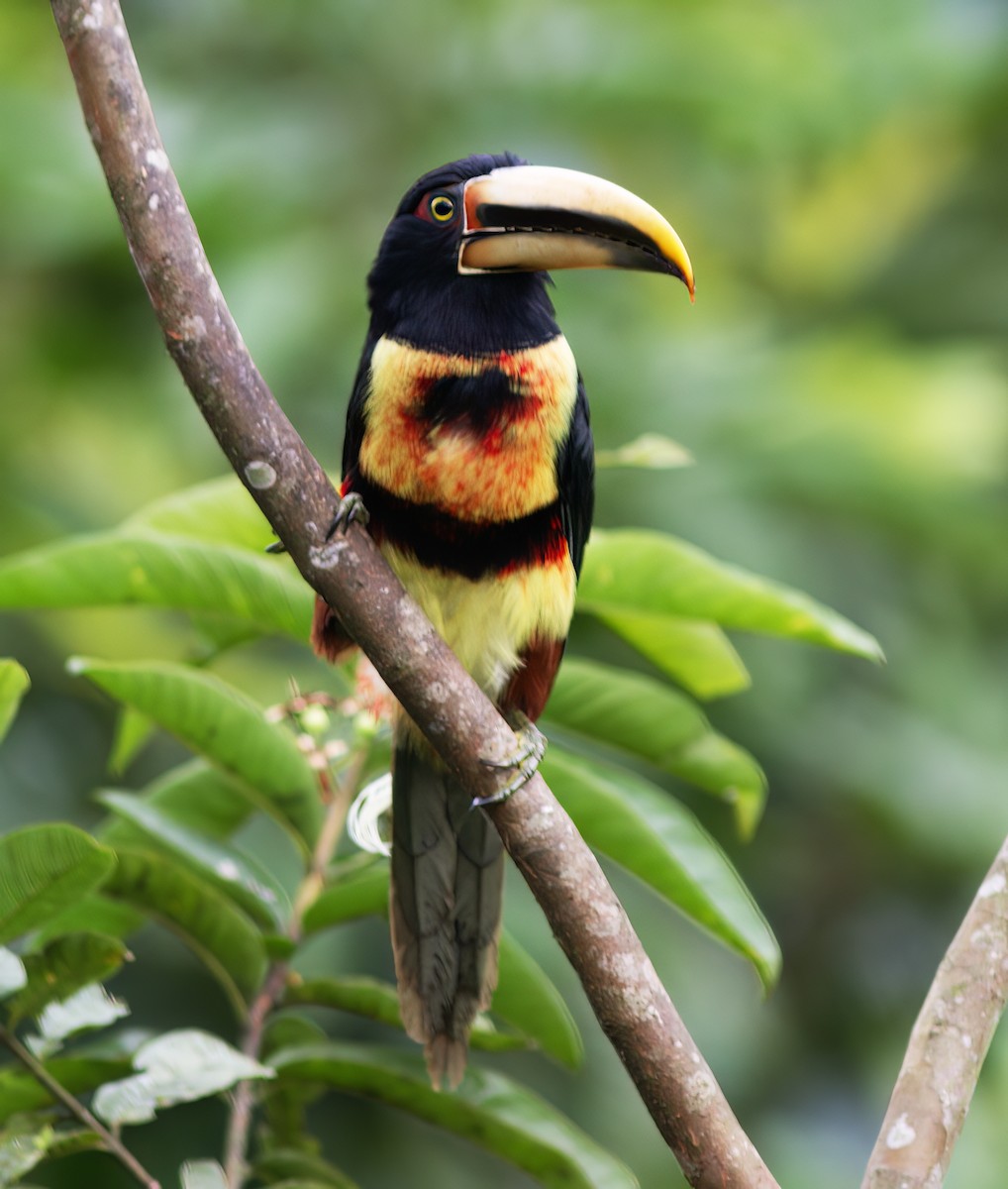 Pale-mandibled Aracari - ML652222891