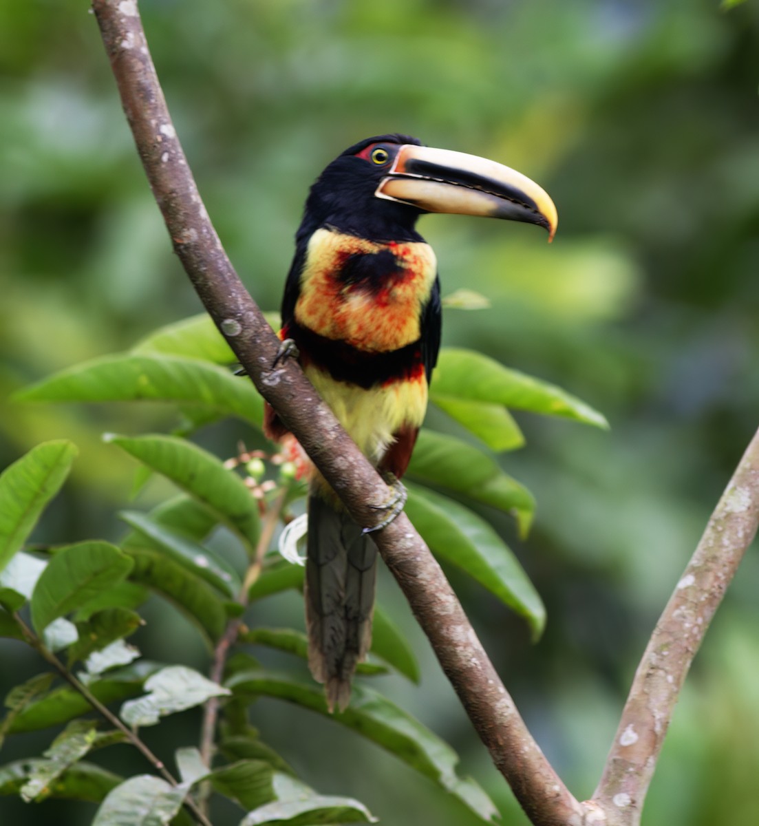 Pale-mandibled Aracari - ML652222892