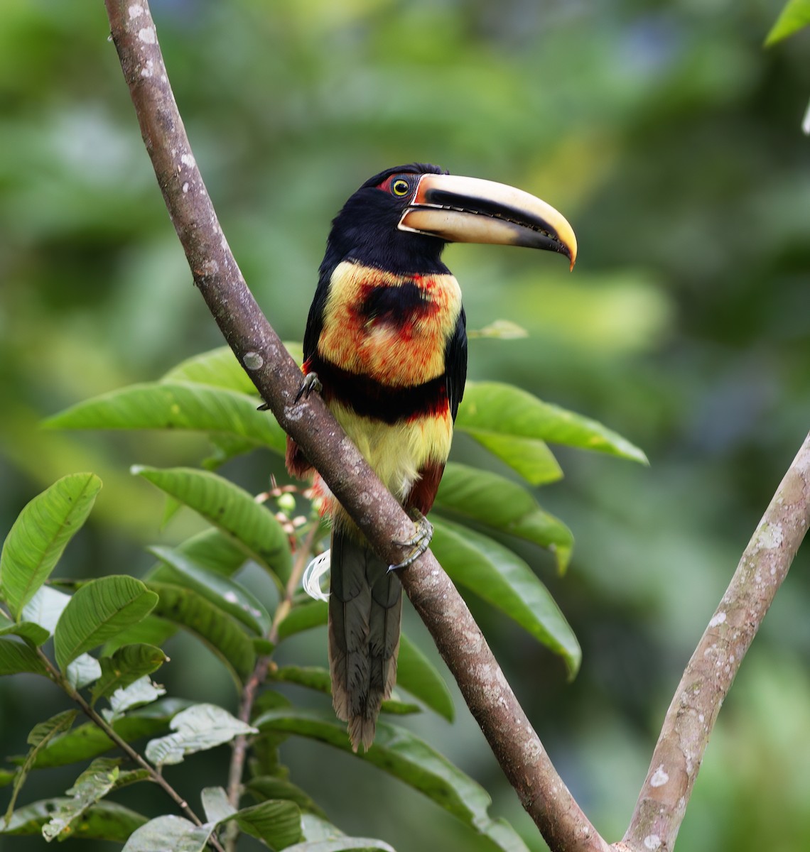Pale-mandibled Aracari - ML652222893