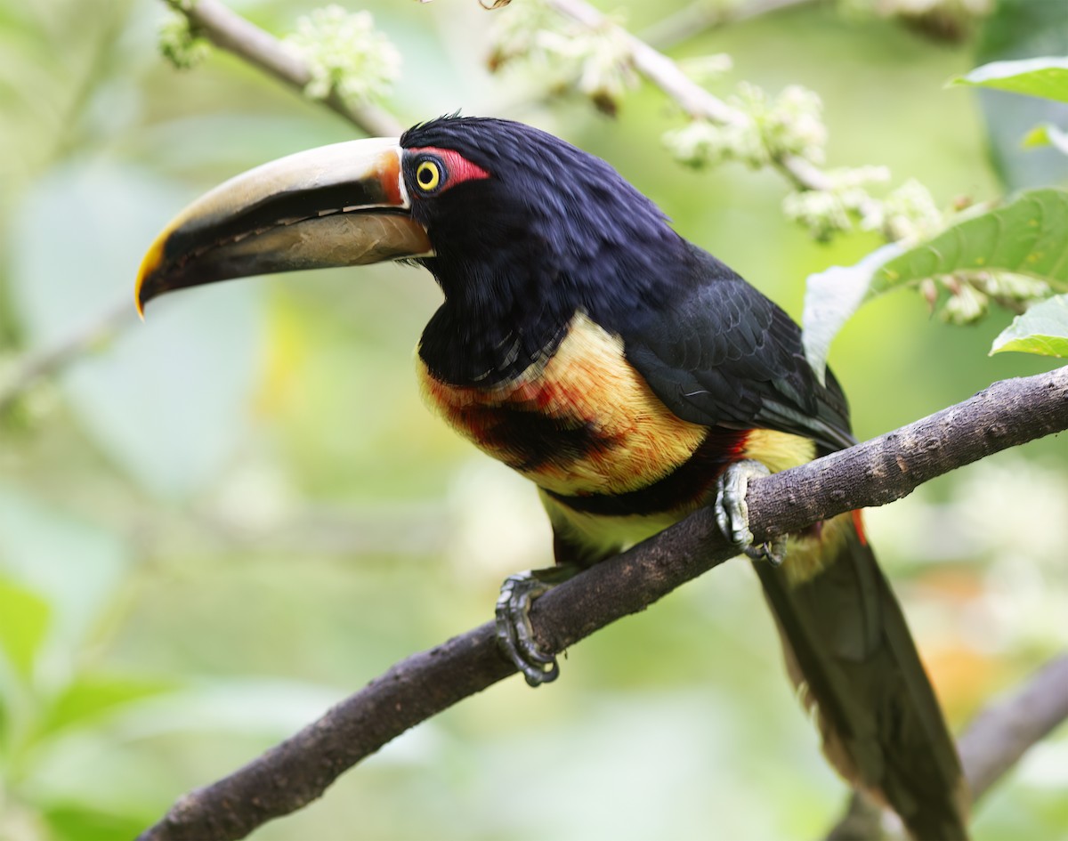 Pale-mandibled Aracari - ML652222894