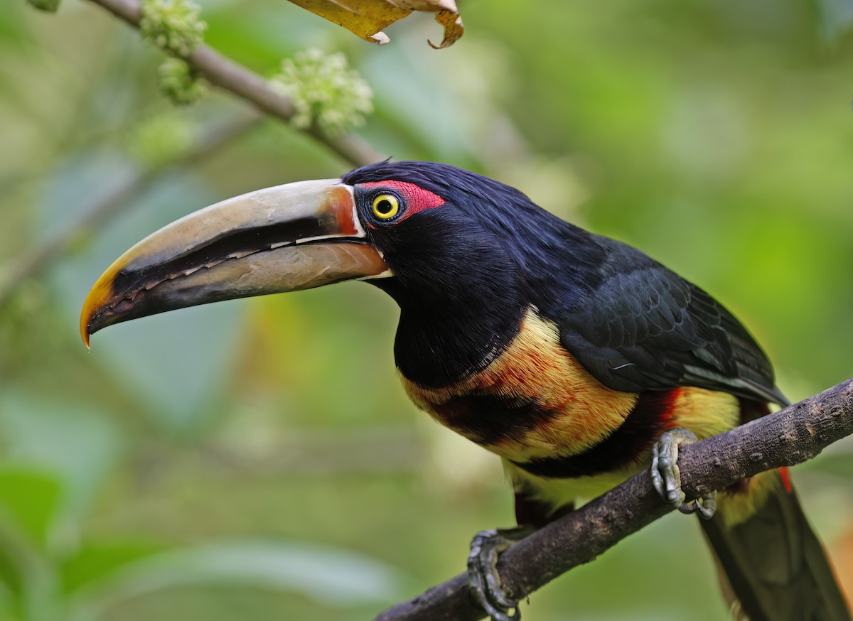 Pale-mandibled Aracari - ML652222895