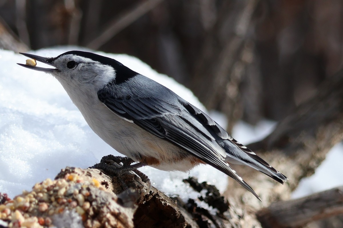 White-breasted Nuthatch - ML652222964