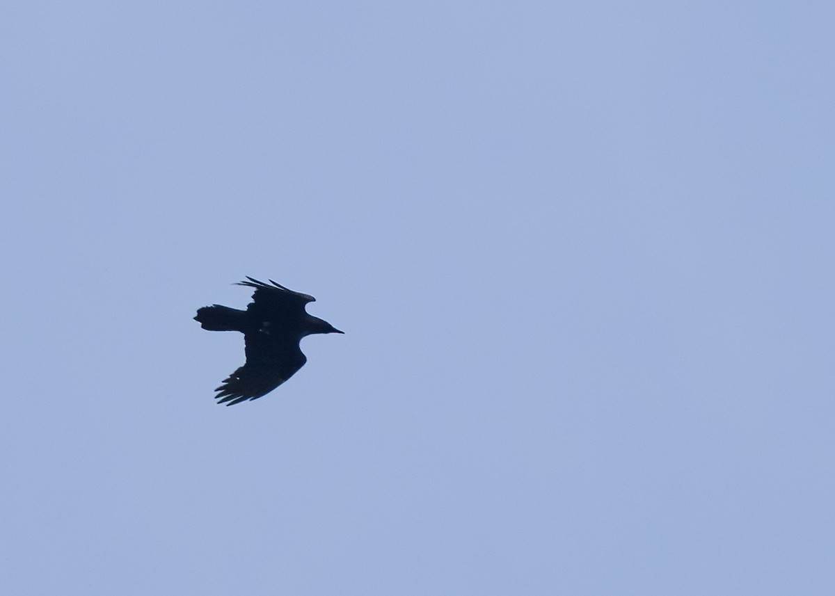 ravn - ML652222991