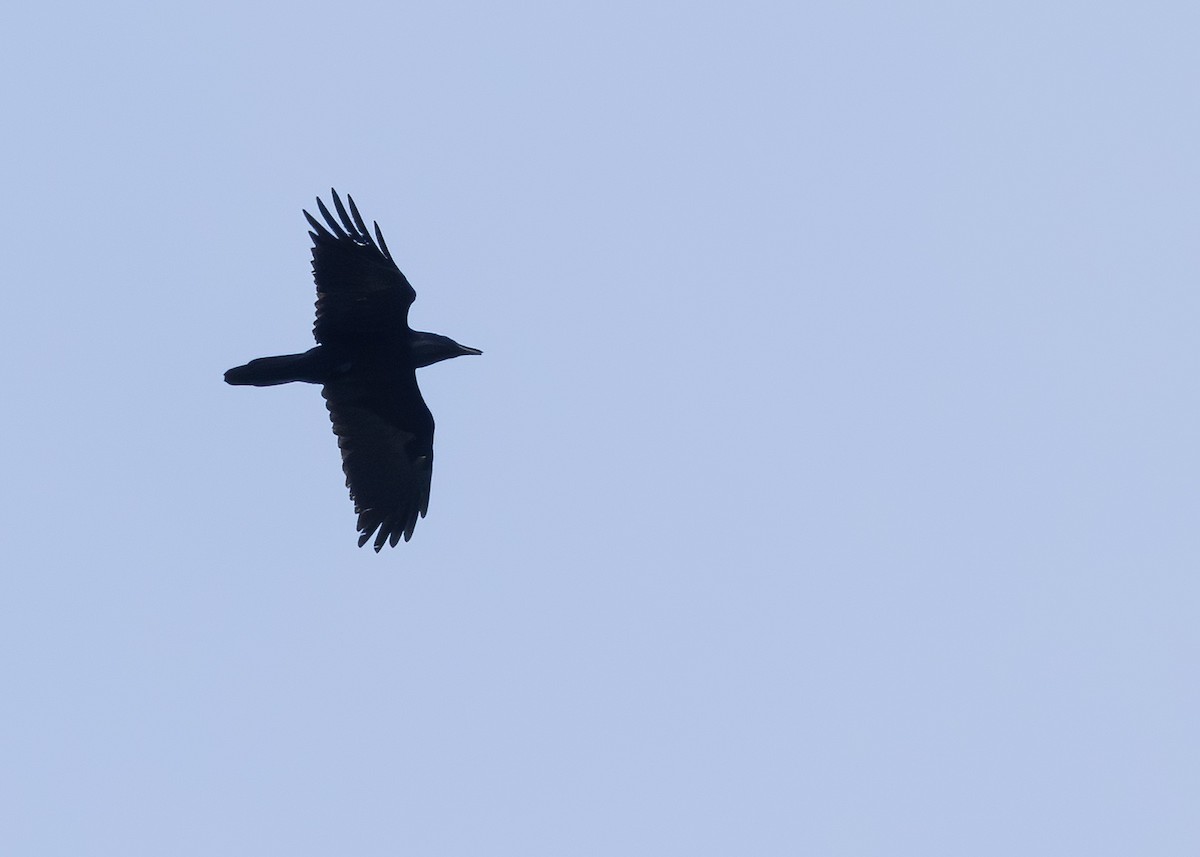 ravn - ML652222992