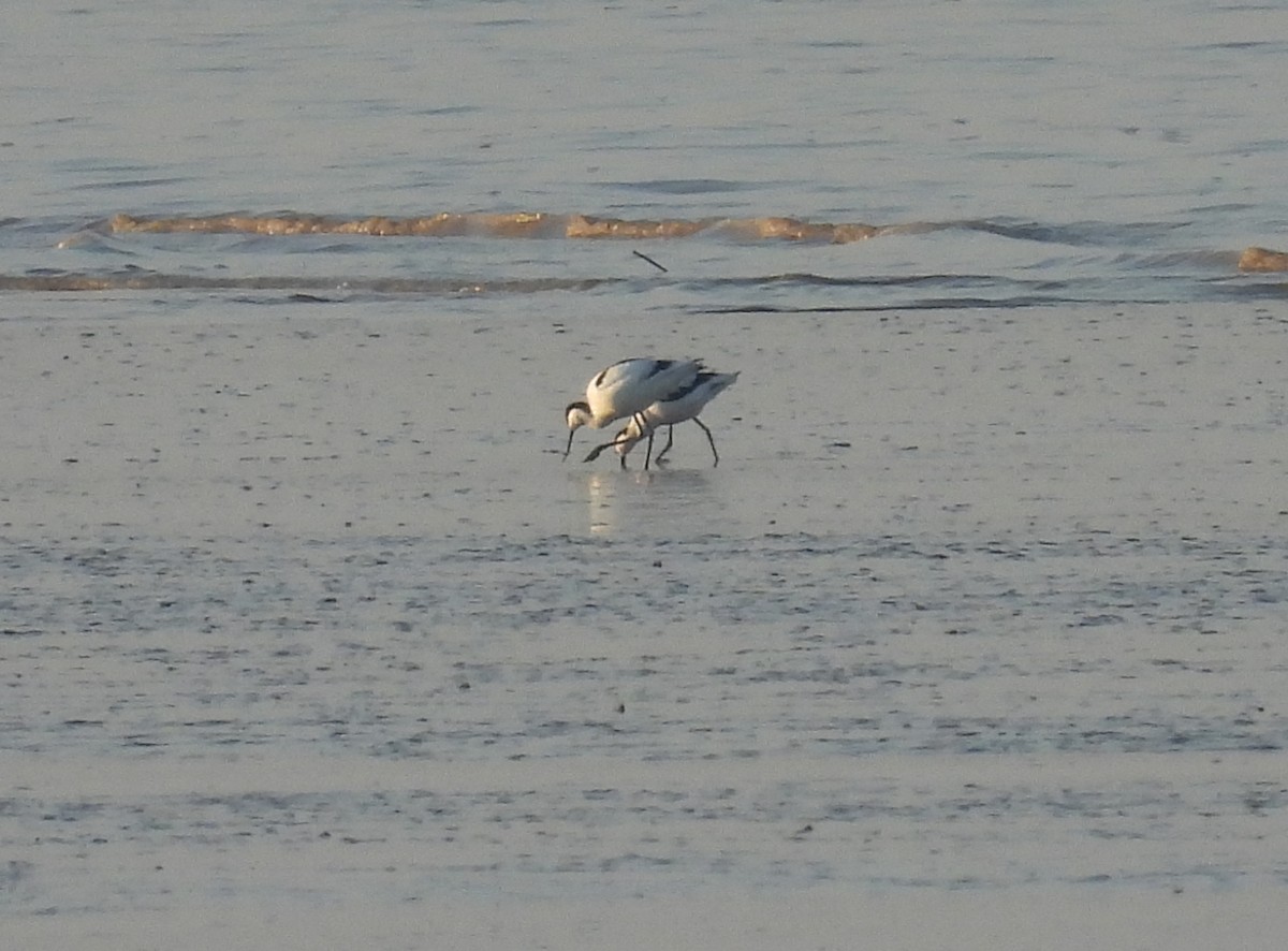 Шилоклювка - ML652223004