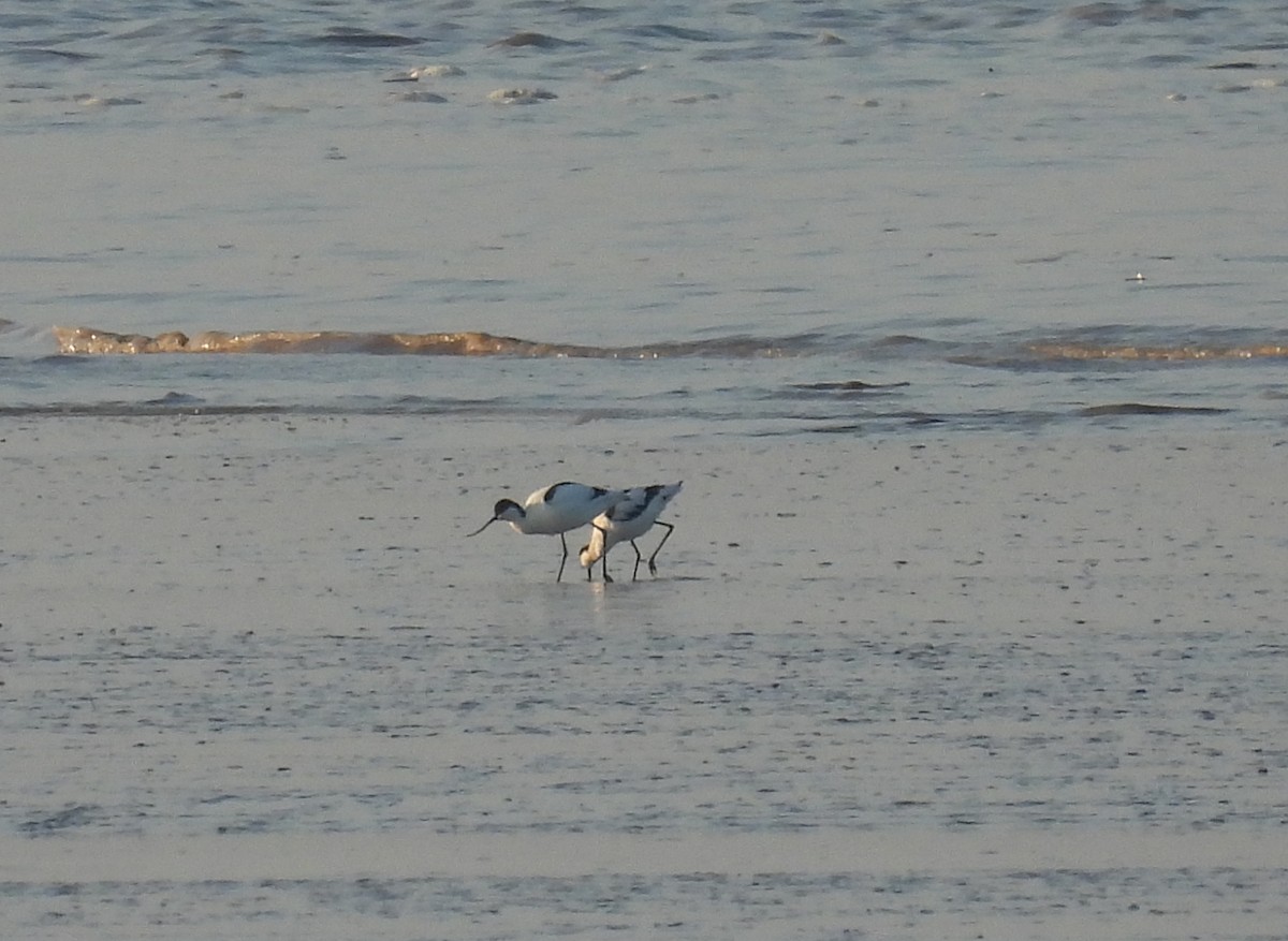 Шилоклювка - ML652223005