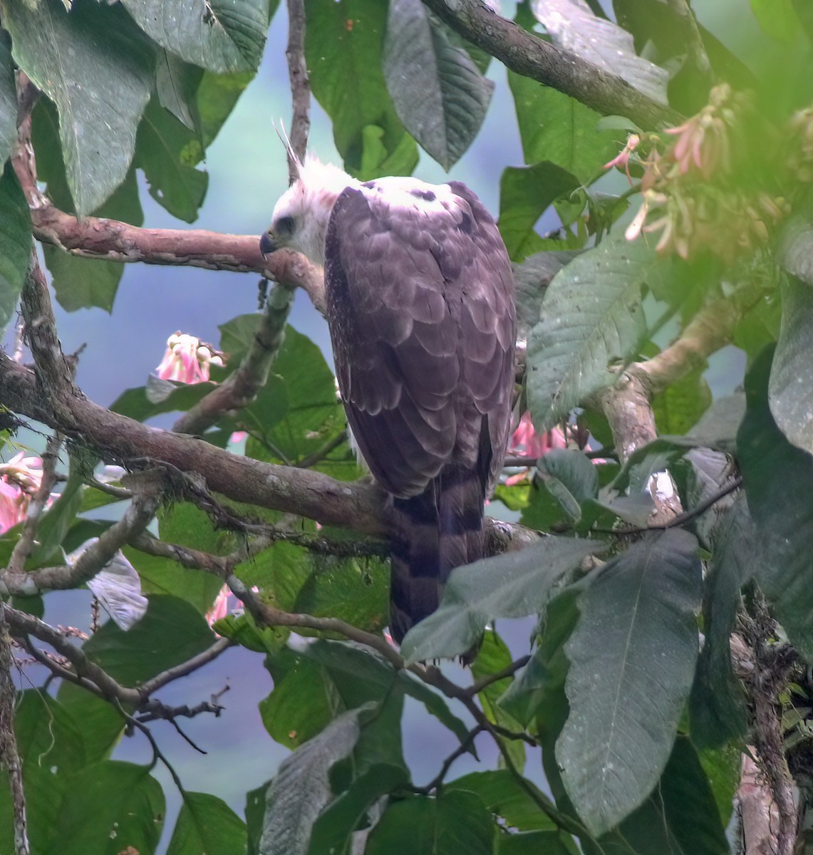 Ornate Hawk-Eagle - ML652223038