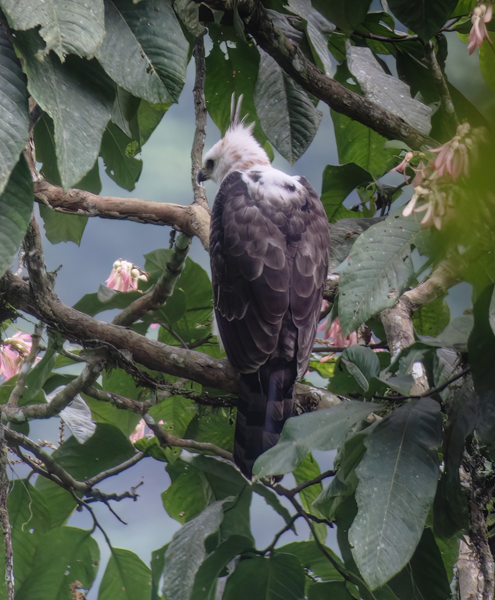 Ornate Hawk-Eagle - ML652223039