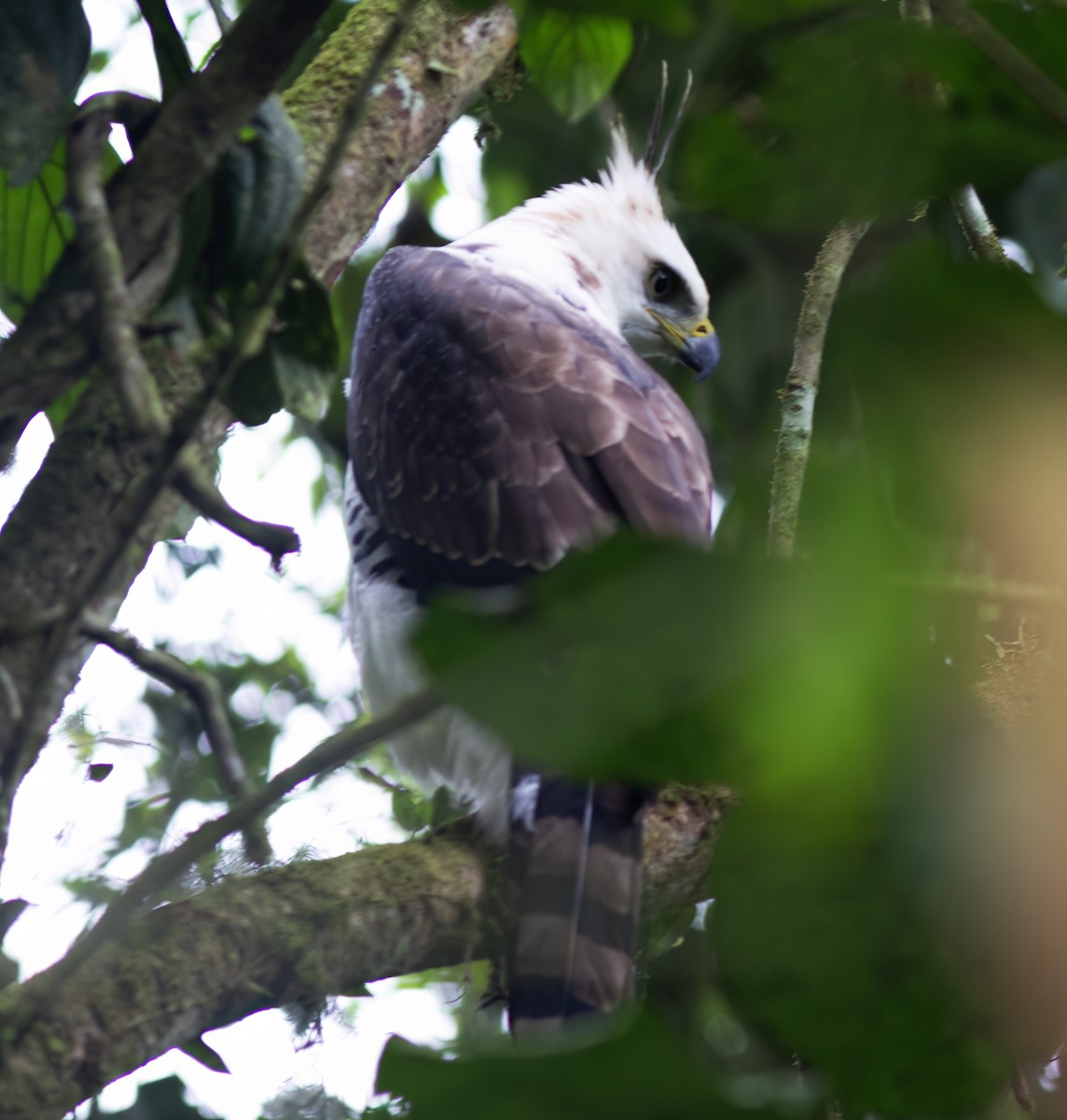 Ornate Hawk-Eagle - ML652223041