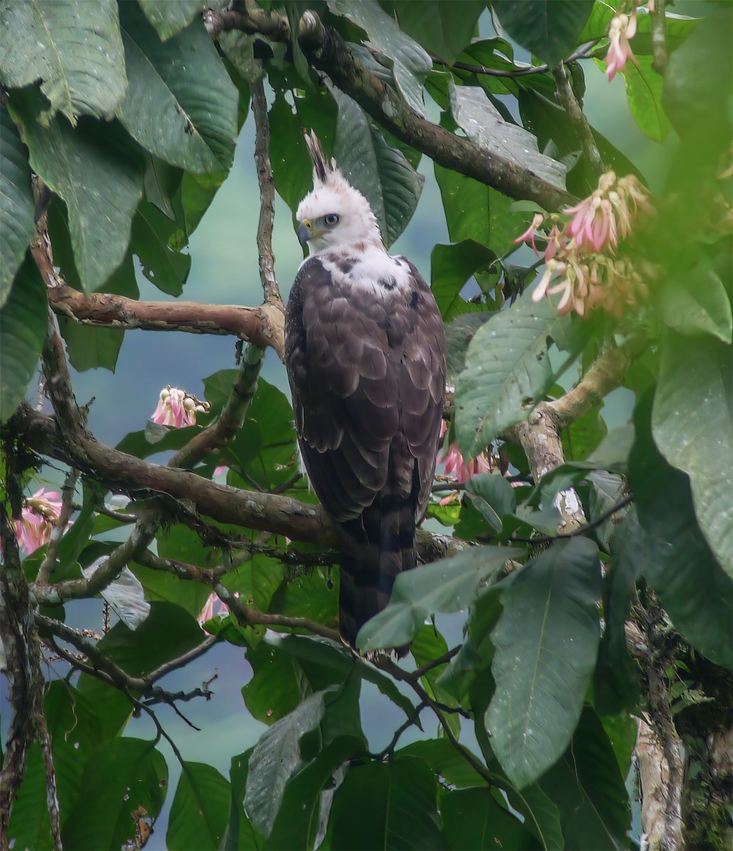 Ornate Hawk-Eagle - ML652223042