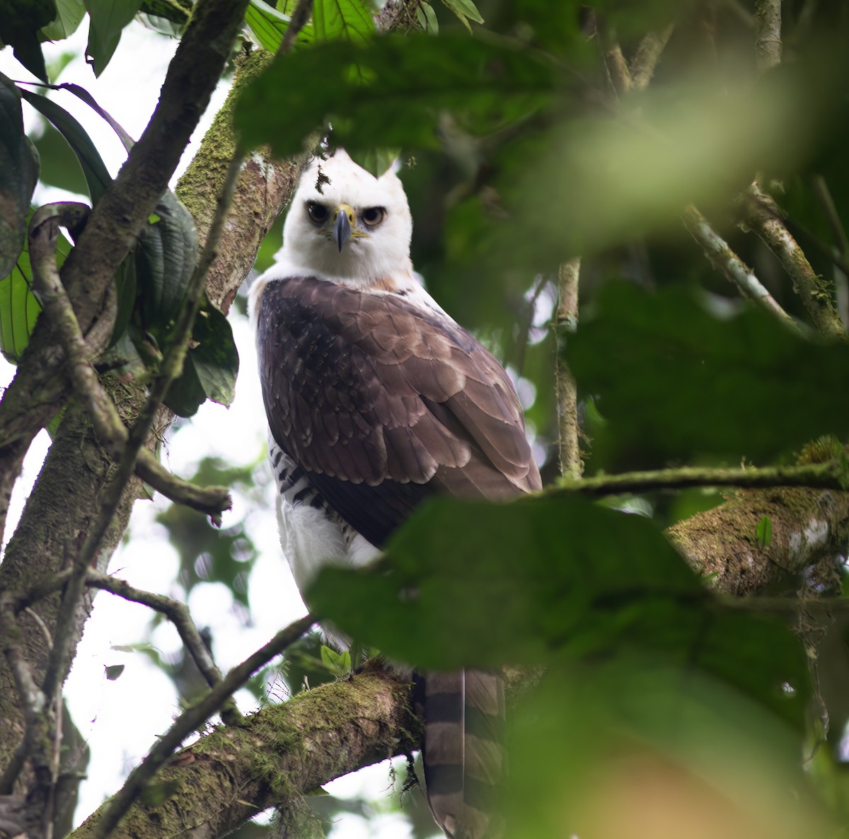Ornate Hawk-Eagle - ML652223043