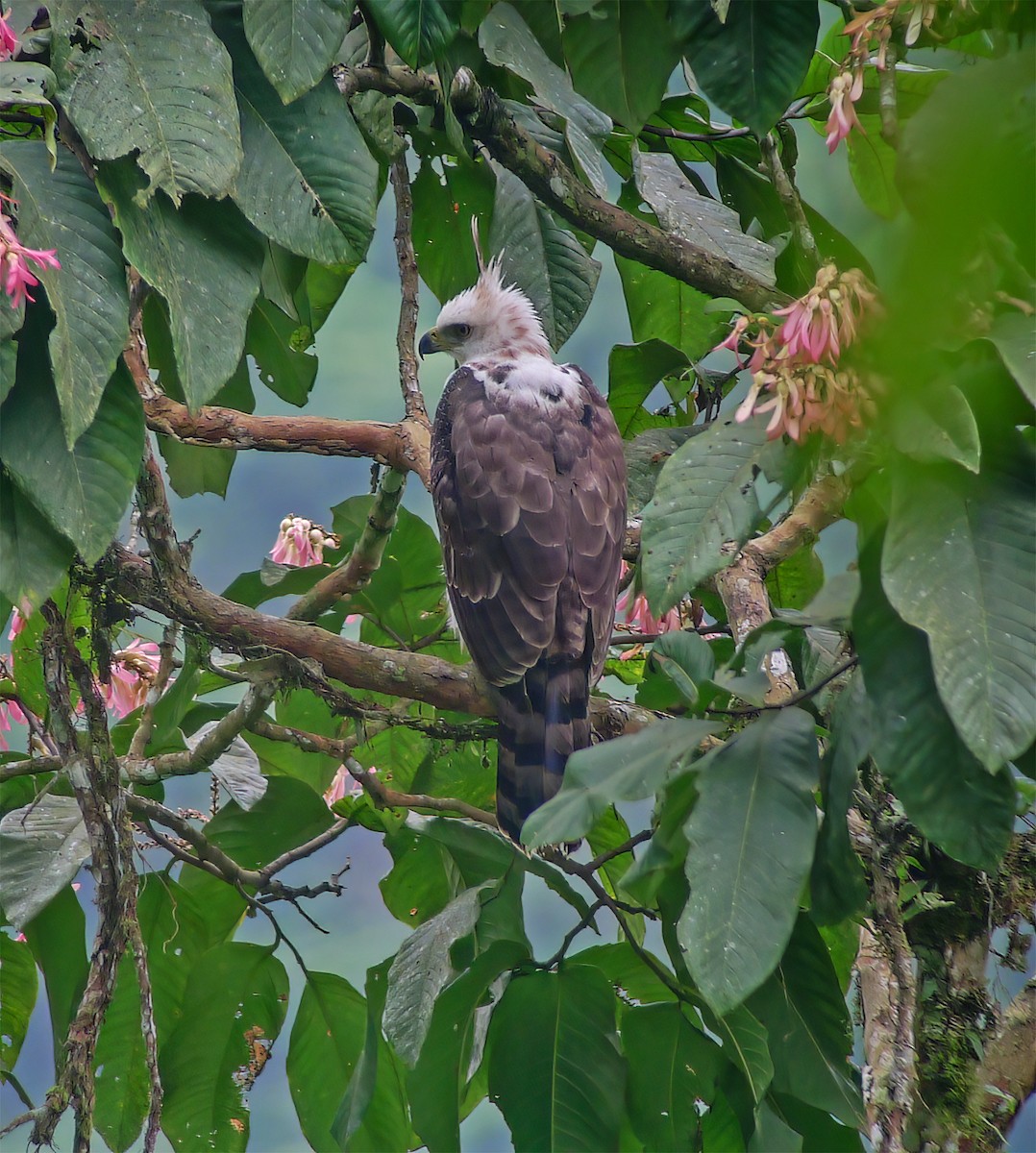 Ornate Hawk-Eagle - ML652223044