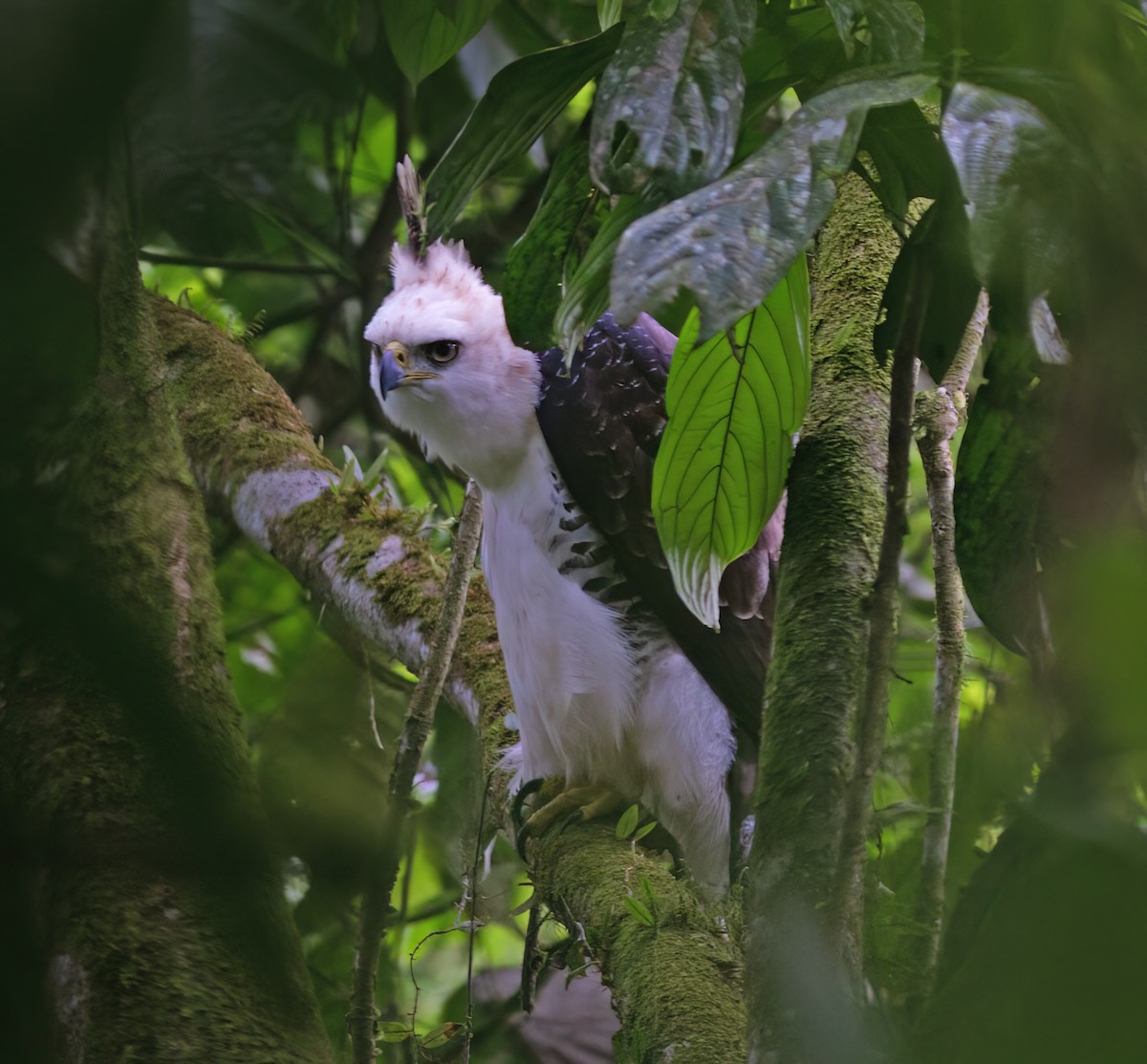Ornate Hawk-Eagle - ML652223045