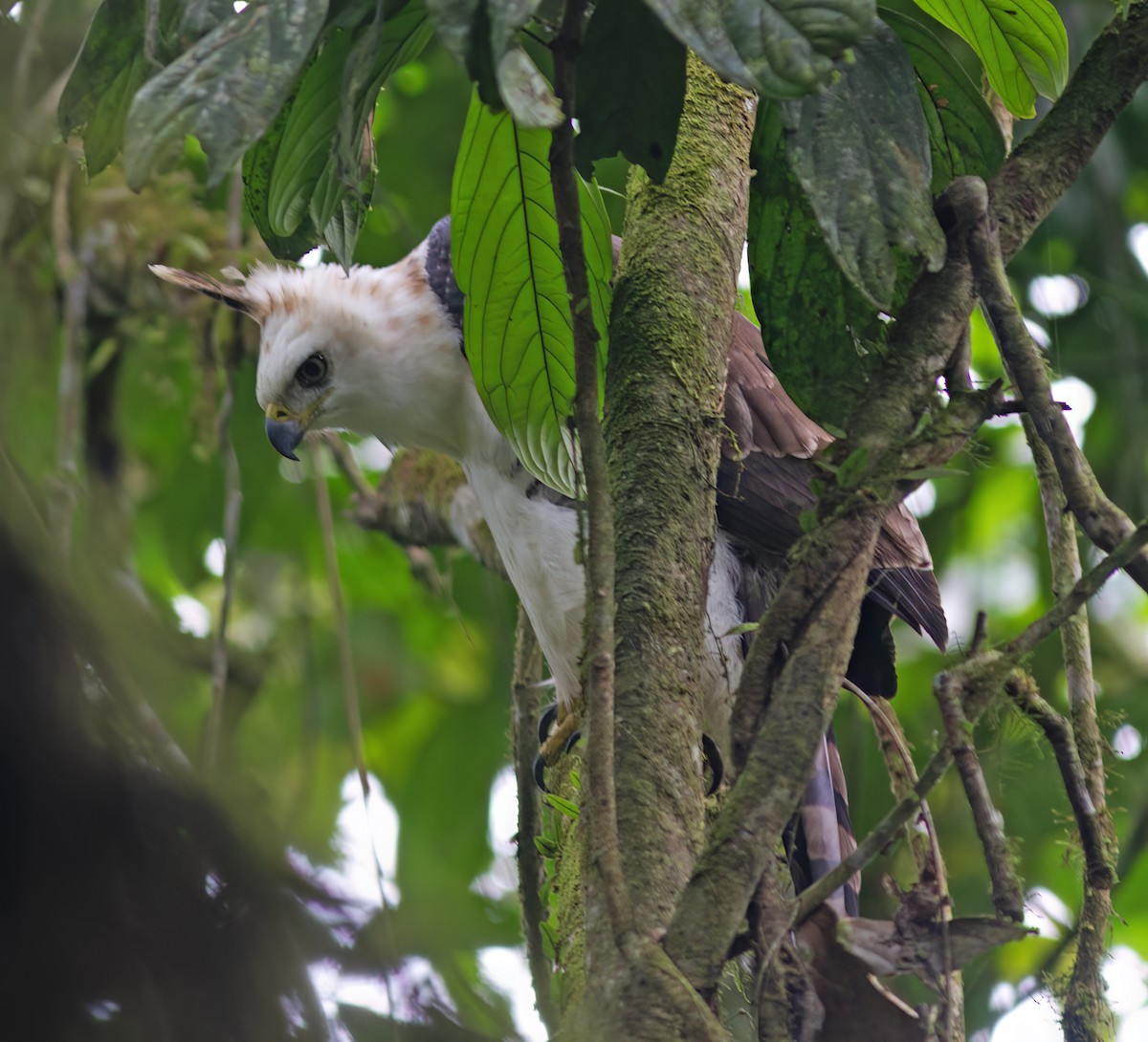 Ornate Hawk-Eagle - ML652223046