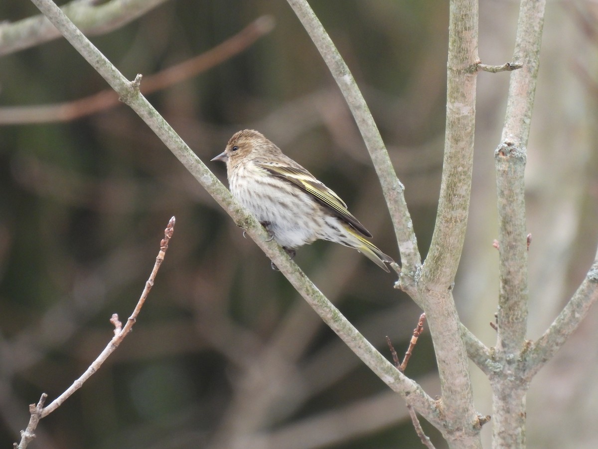 Jilguero de Los Pinos - ML652223052