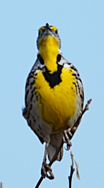 Wiesenstärling - ML652223058