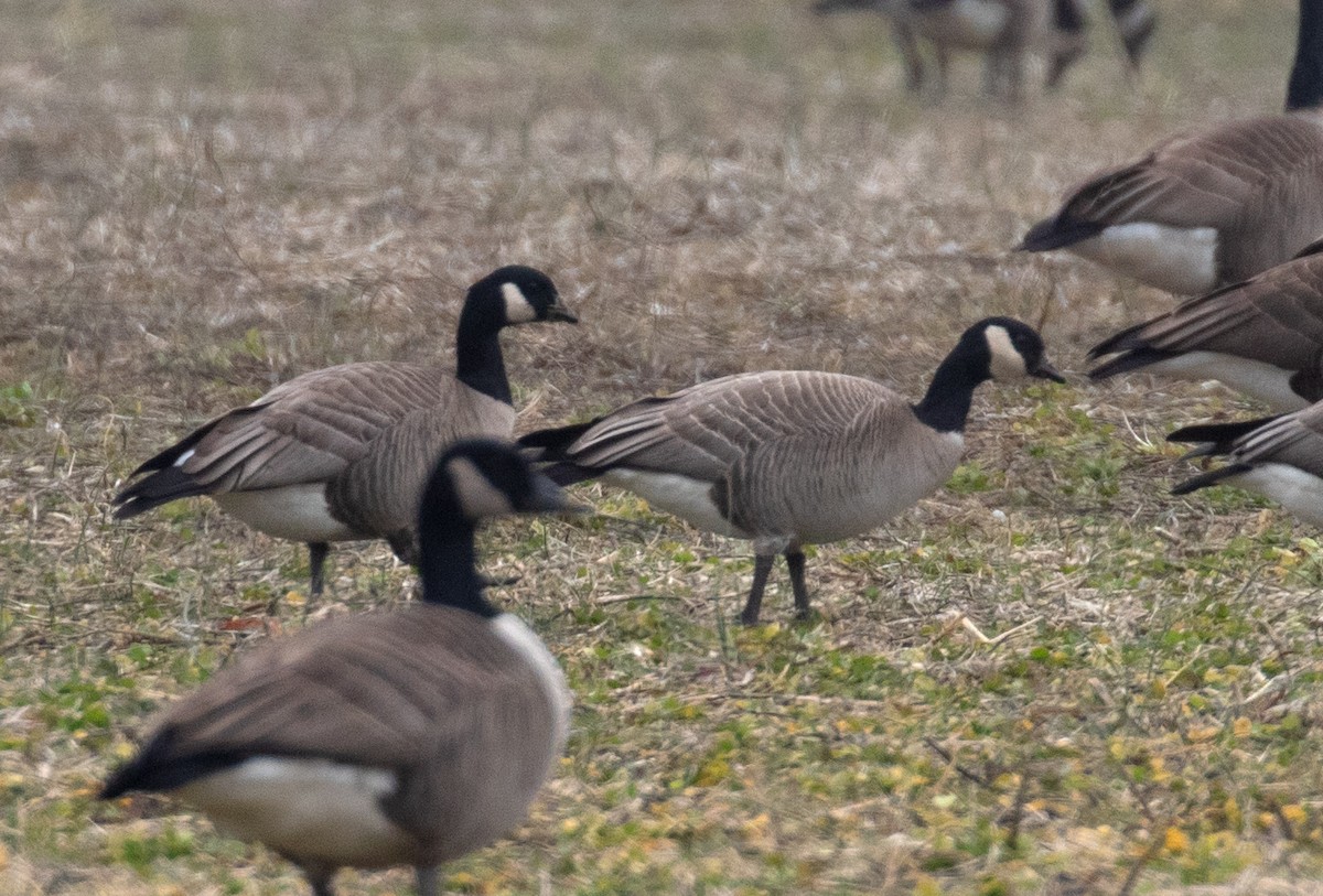 Cackling Goose (Richardson's) - ML652223067