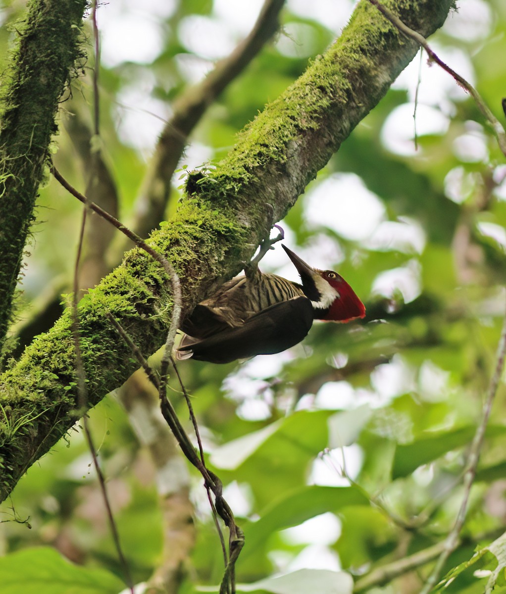 Guayaquil Woodpecker - ML652223074