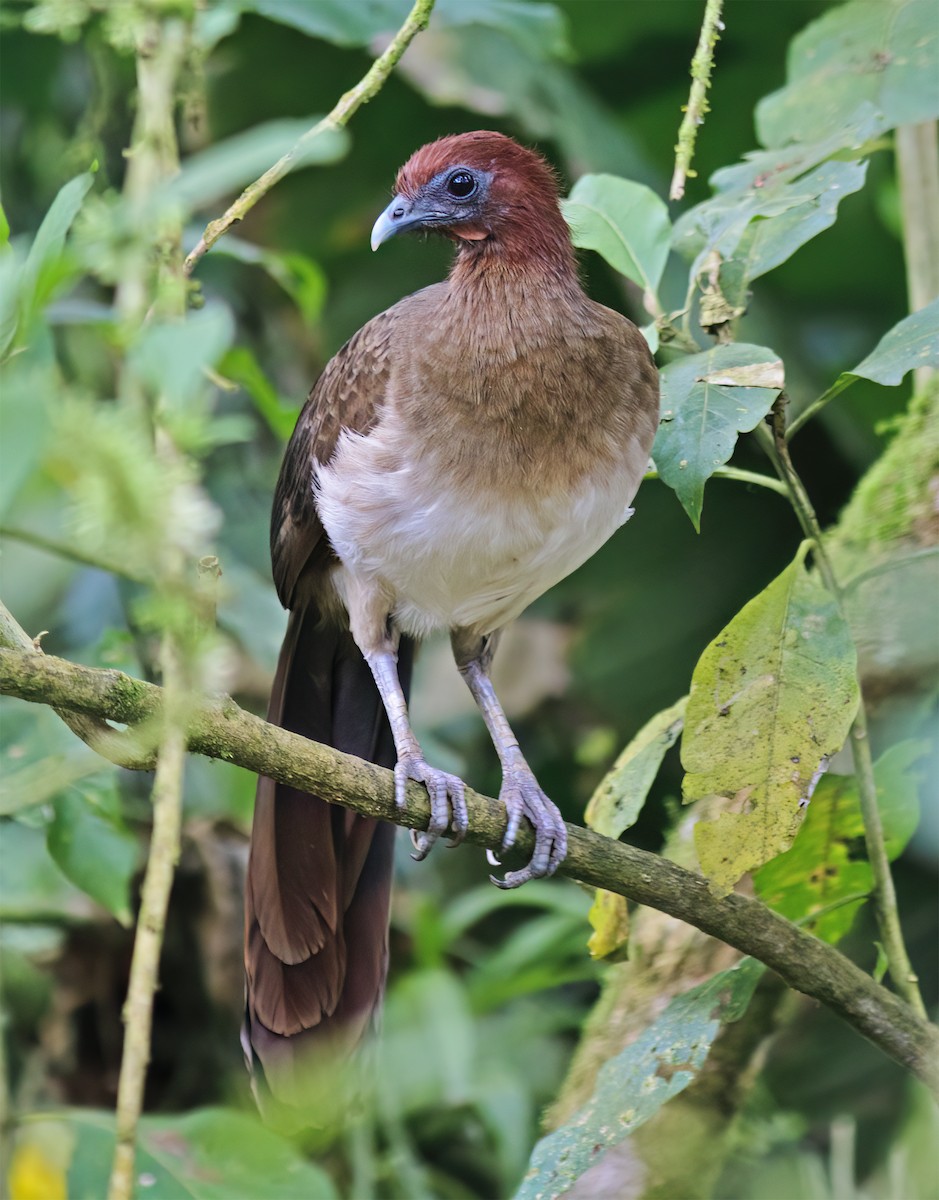 Rufous-headed Chachalaca - ML652223134